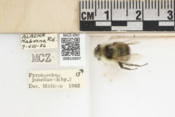 Media type: image;   Entomology 810697 Aspect: labels